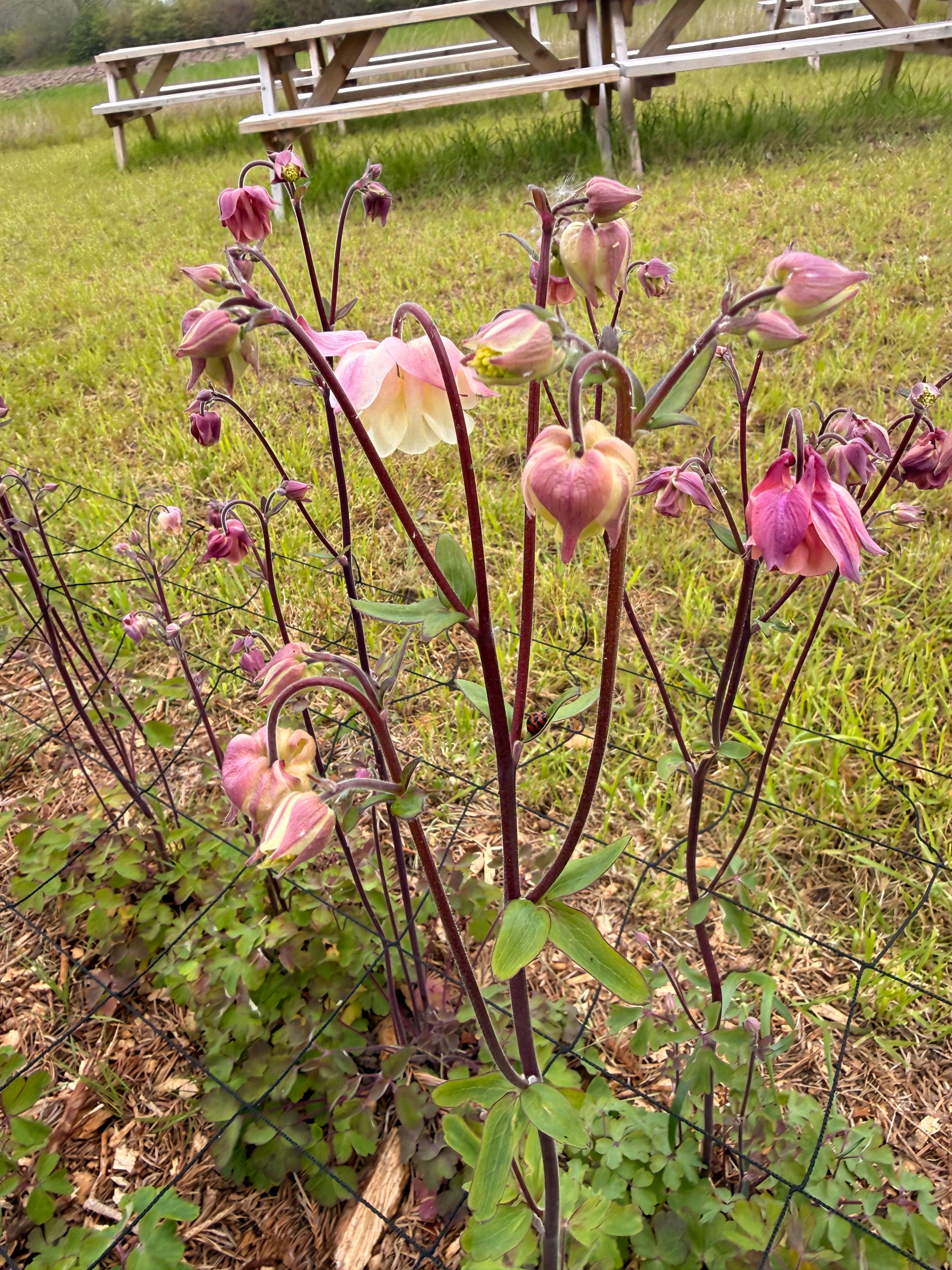 Aquilegia - Pink/Purple Mixed - 10 Stems