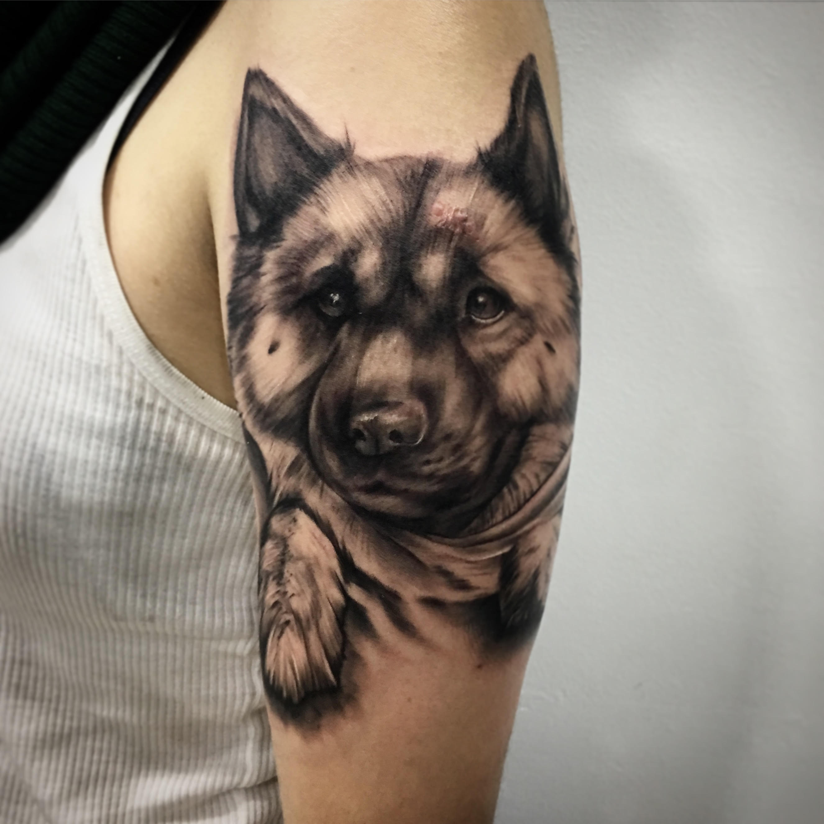 Dog