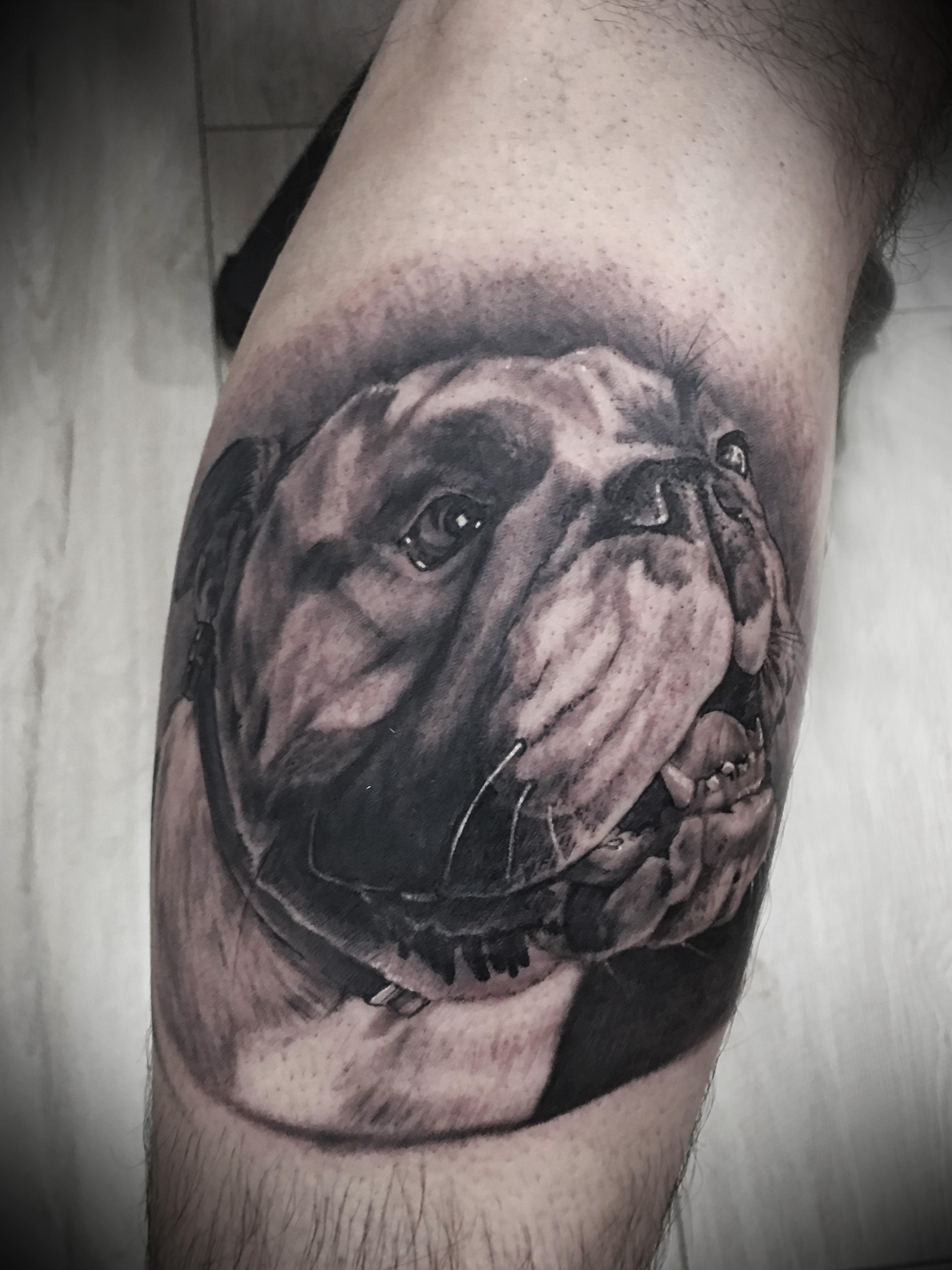 Bulldog