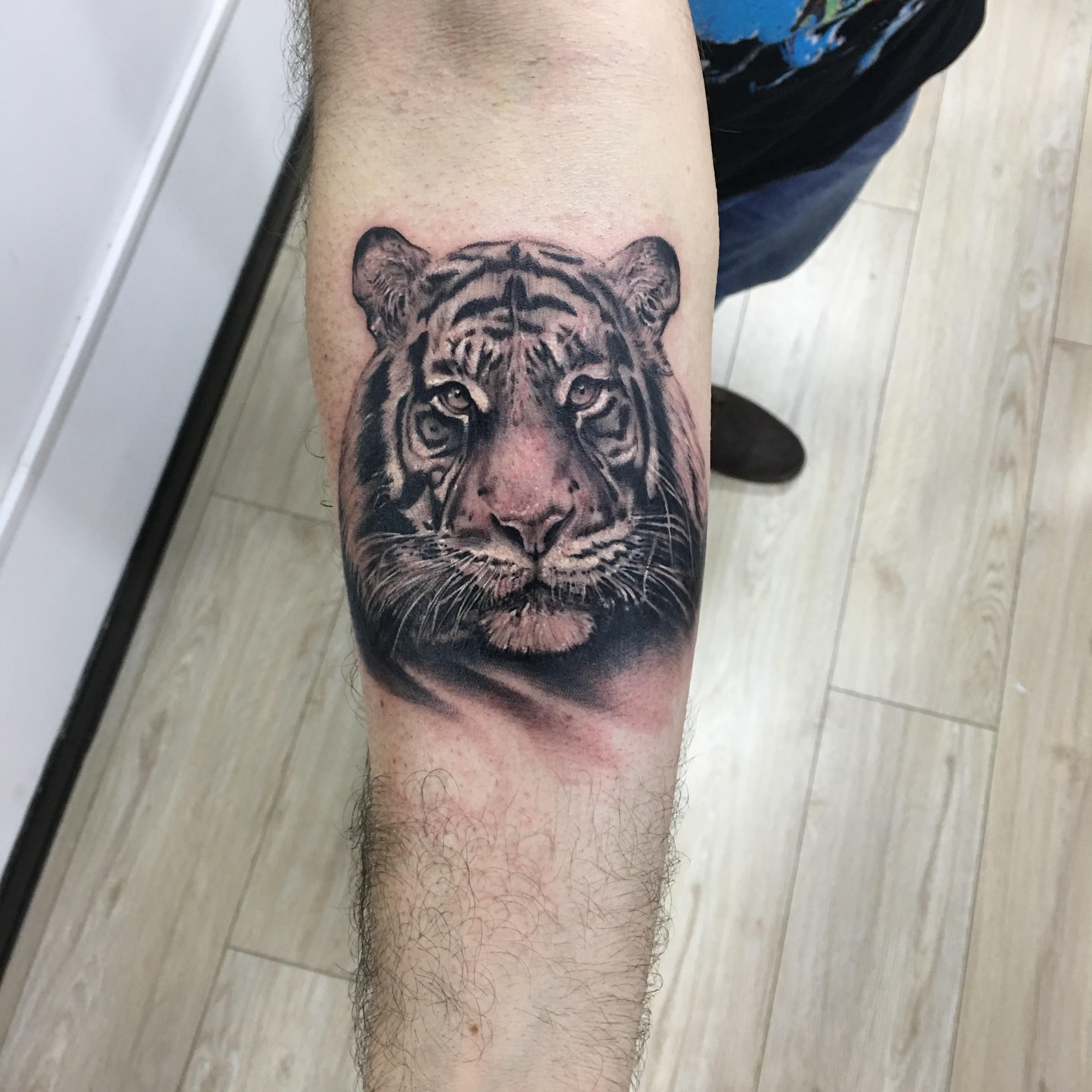 tiger