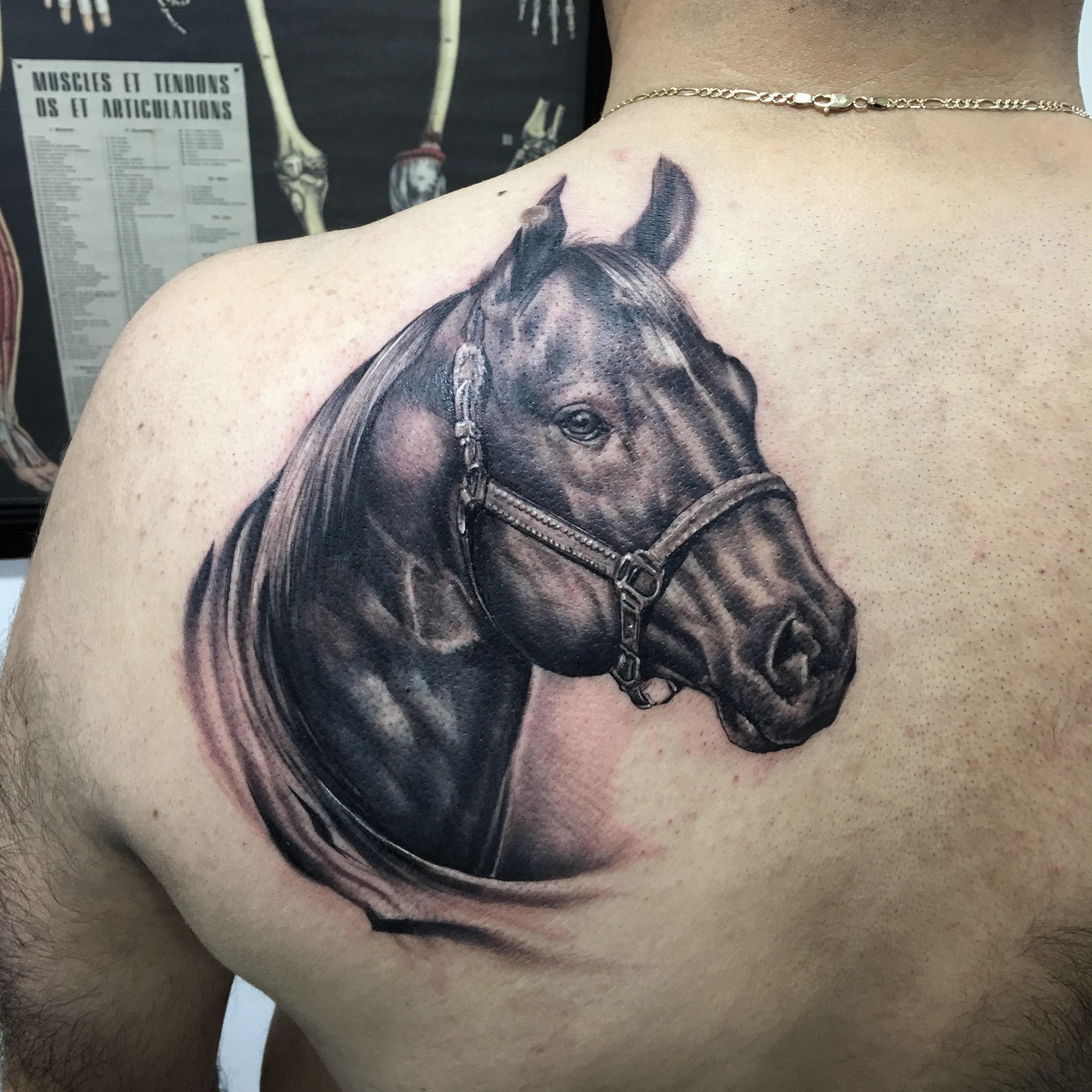 caballo