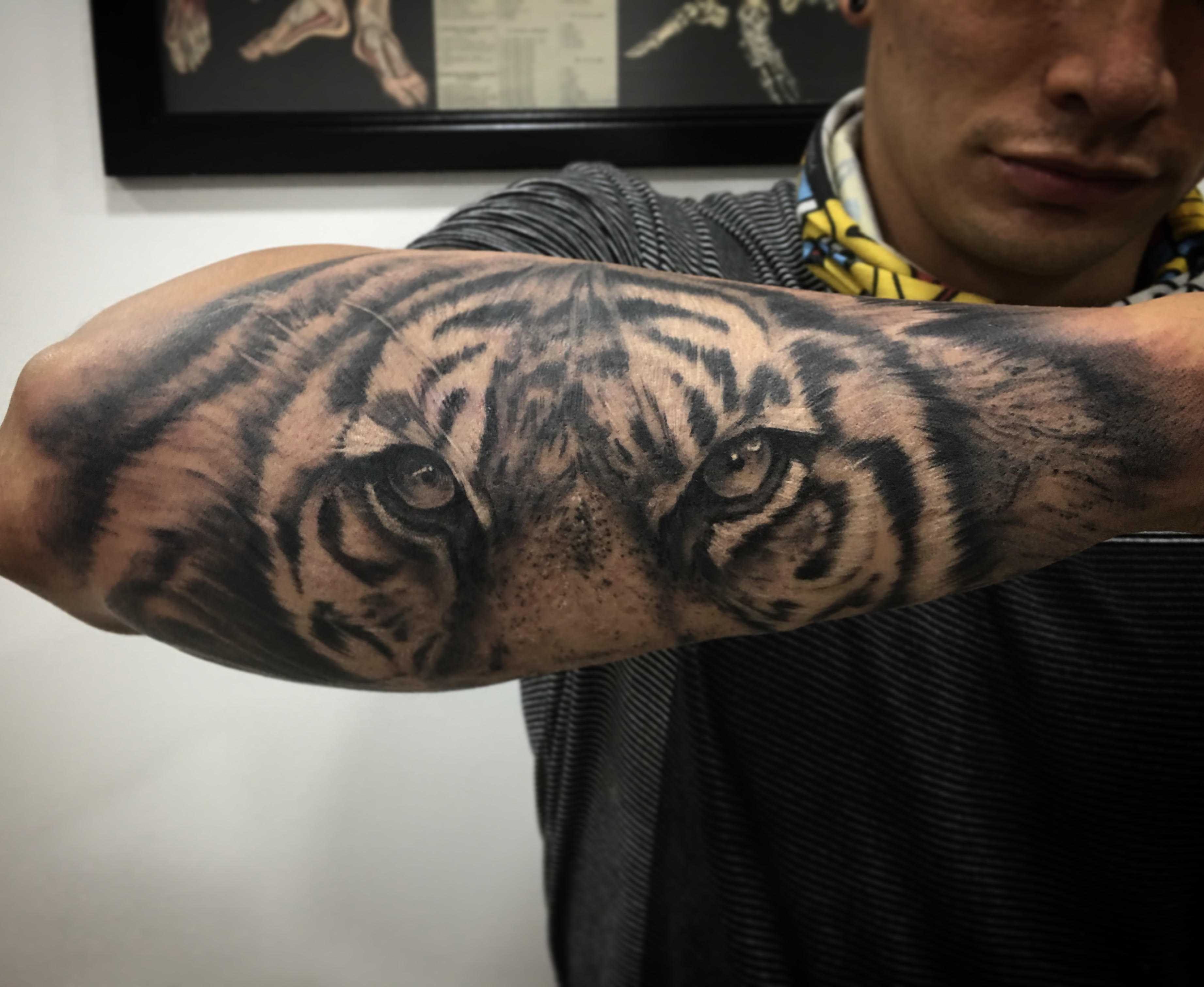 tigre