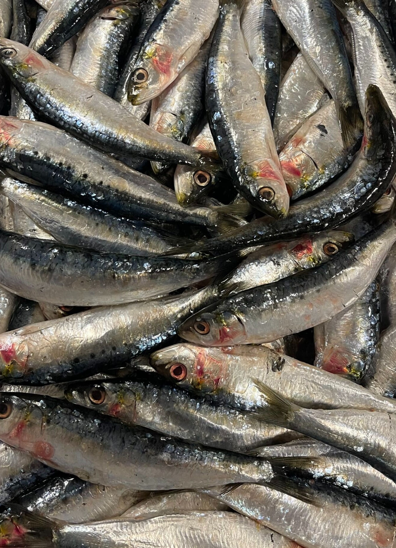 Sardines (Chunks)