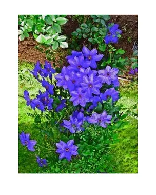 Vivid purple-blue flowers with green foliage