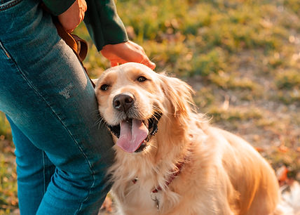 Closeup side view smilling portrait of Golden retriever dog in summer background. Smiling