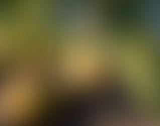 Gold Bell and Morning Kiss Organic Feature Vidalia Onions for Spring Onion Programs