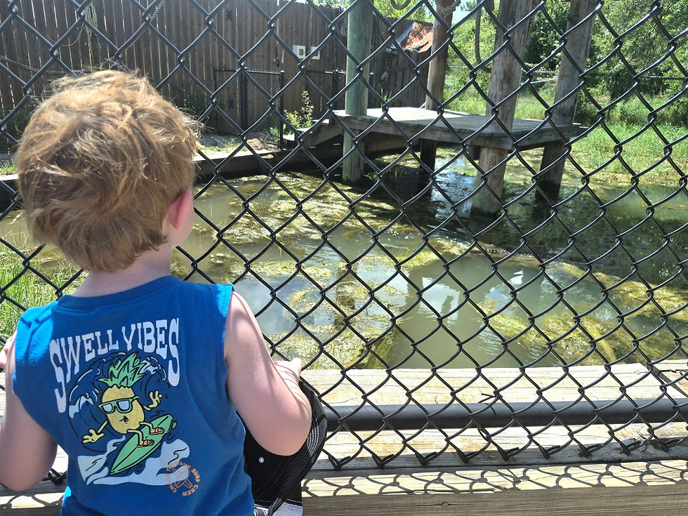 Rhys watches an alligator swim at Alabama Gulf Coast Zoo.
