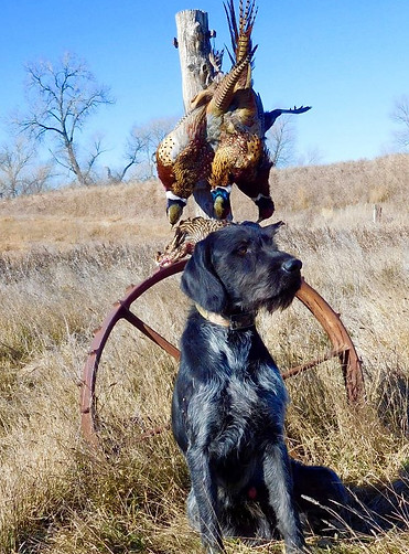 spudpheasants.JPG
