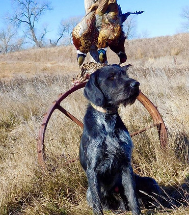 spudpheasants.JPG