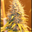 Thumbnail: BC Big Bud marijuana