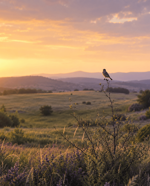 A small bird perched on a slender branch in a wide open landscape at sunset, with rolling hills, golden grasses, and soft lavender wildflowers drawing the eye toward a single calm point of focus.