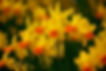 blooming-daffodils.jpg
