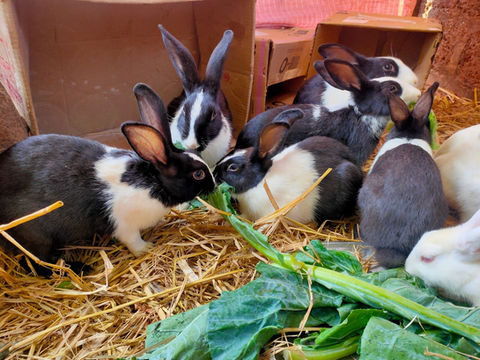 rabbits.jpeg