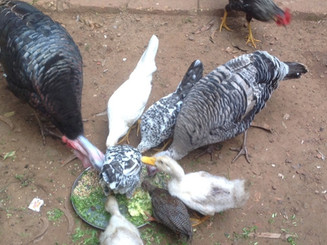 Nirds eating.jpeg