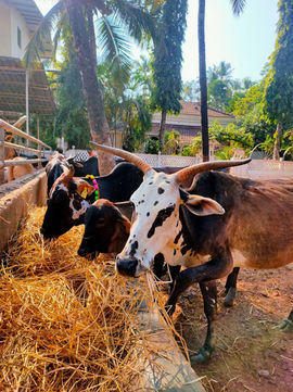 cows eating.jpeg