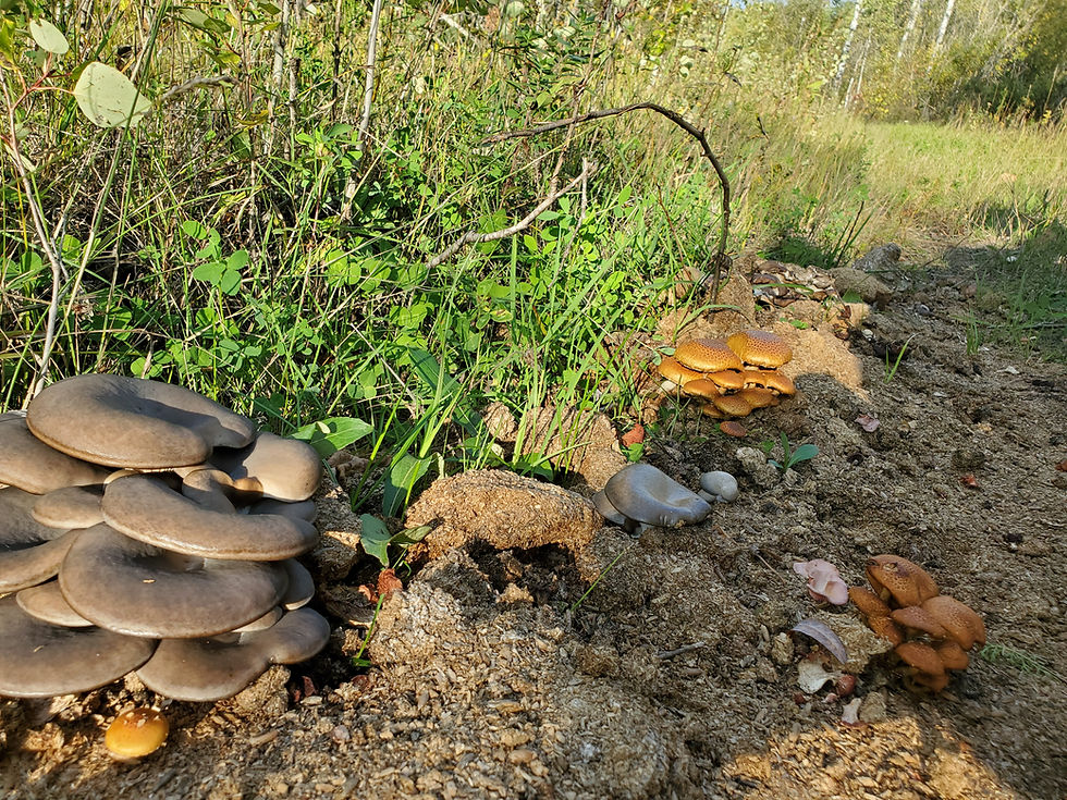 Thumbnail: Mushroom Garden Compost