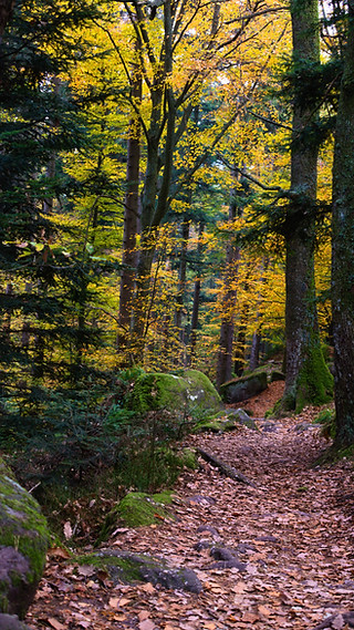 20181104_Mont Saint Odile_DSC_0828.jpg