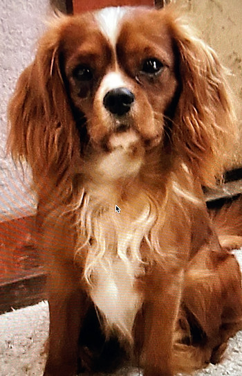 benji1.jpg