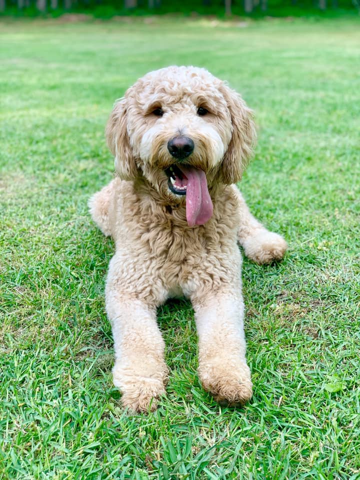 dana's pampered pets