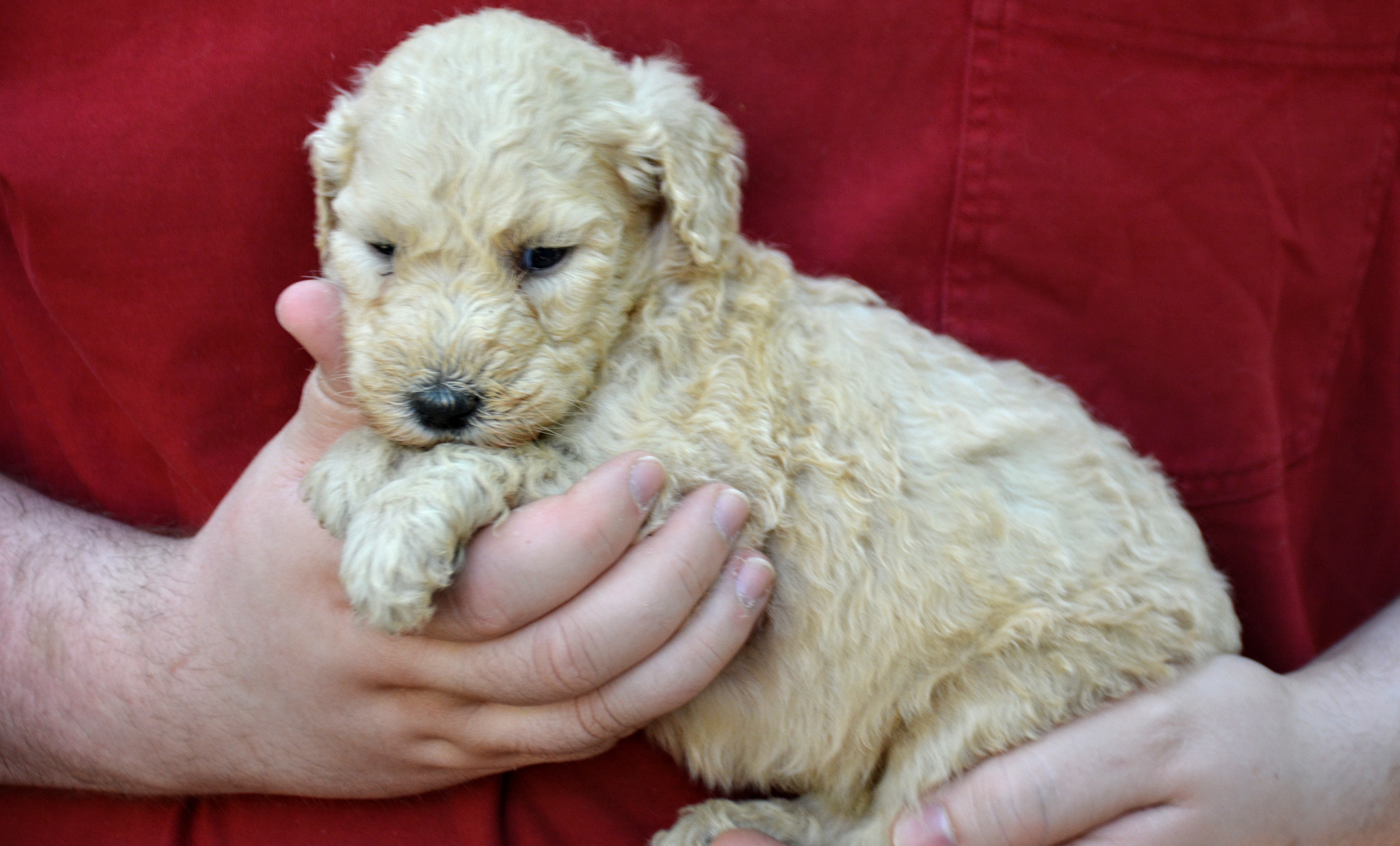 ayerspamperedpets2 Goldendoodles
