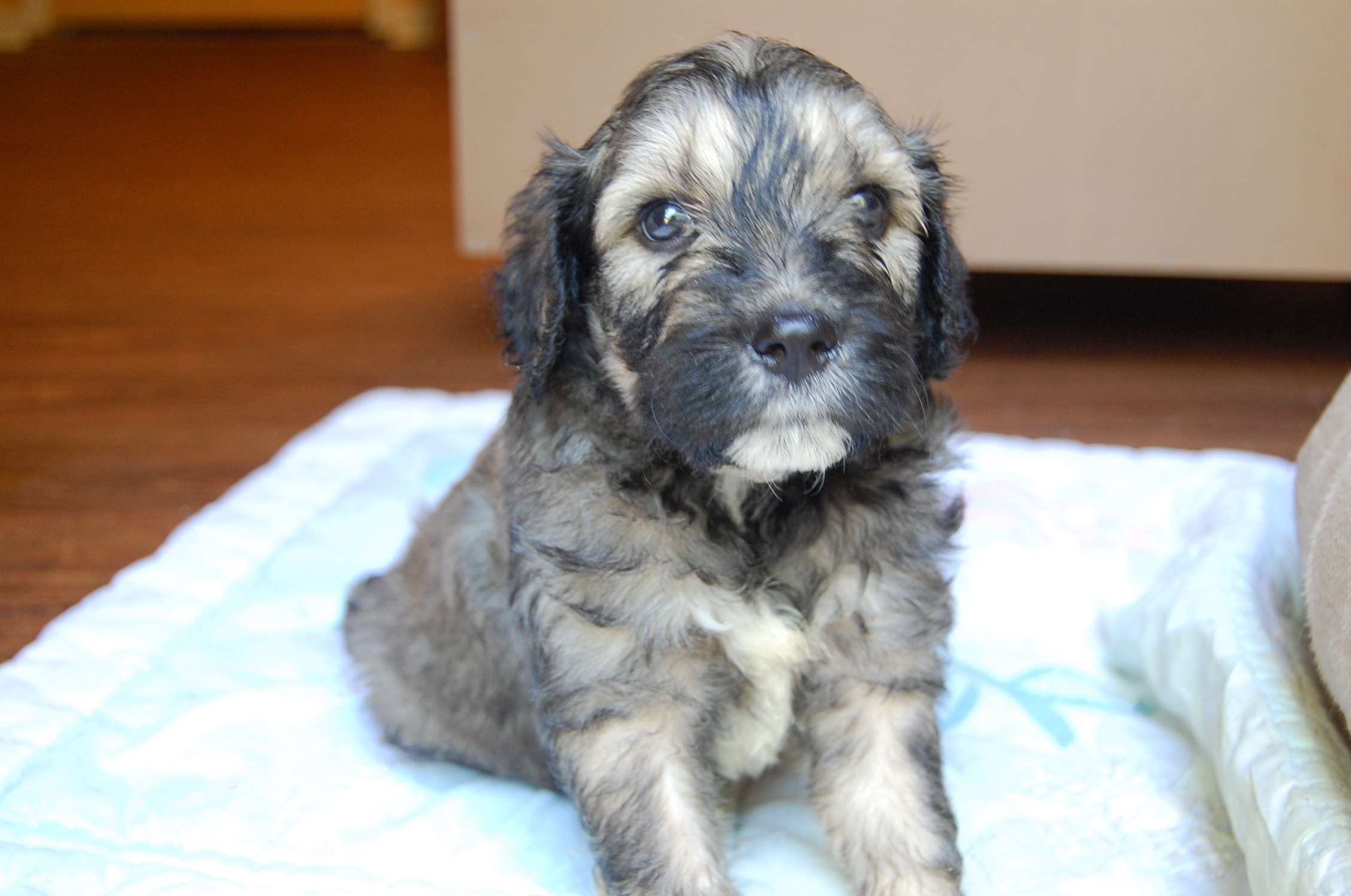 Rare Sable Doodles Ayers Pampered Pets