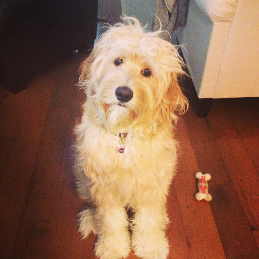 Email from a happy doodle owner