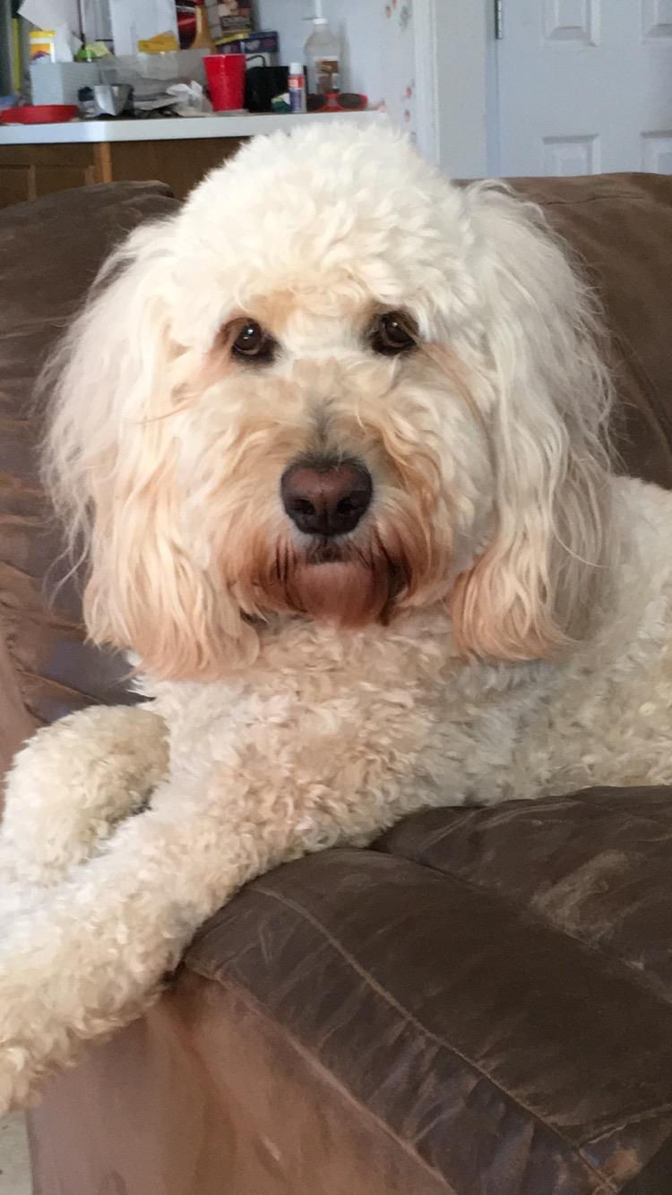 Sadie at 5.5 Years Old
