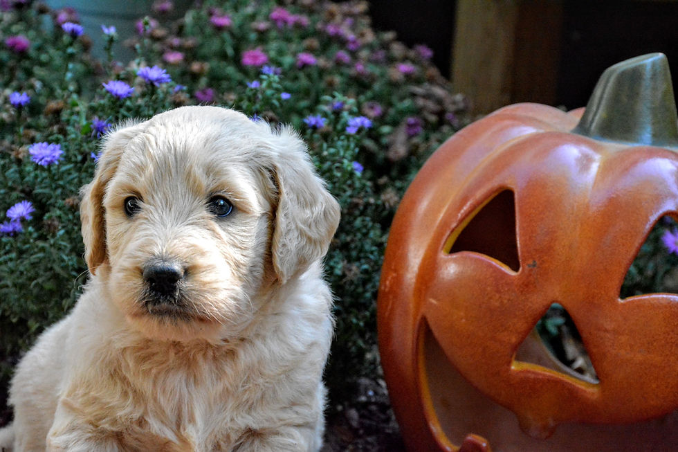 Mildred @ 5 weeks old