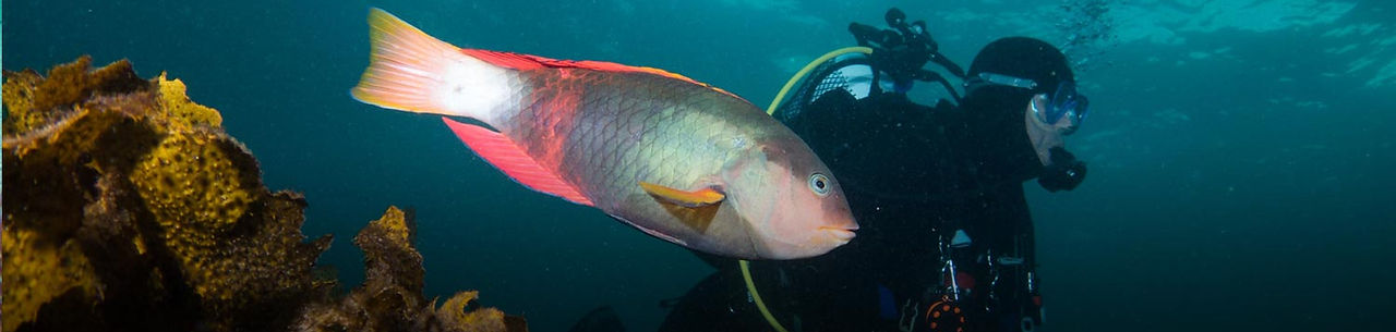 header-reef-life-survey.jpg