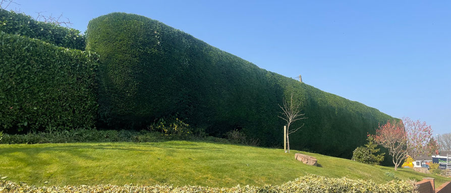 Conifer Hedge - Hampton in Arden
