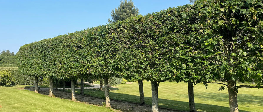 Lime Hedge Trim - Lapworth - 1