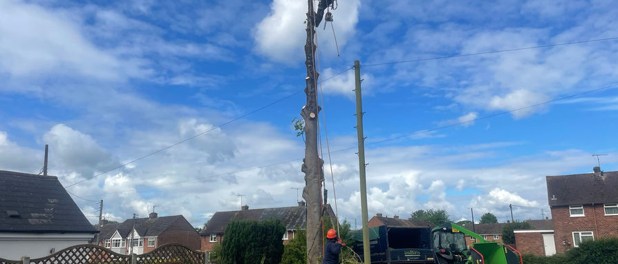 Sycamore Tree Removal - Eastern Green
