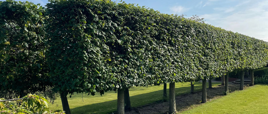 Lime Hedge Trim - Lapworth