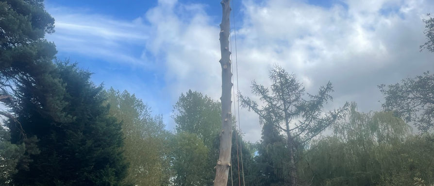 Eucalyptus Tree Removal - Hampton in Arden