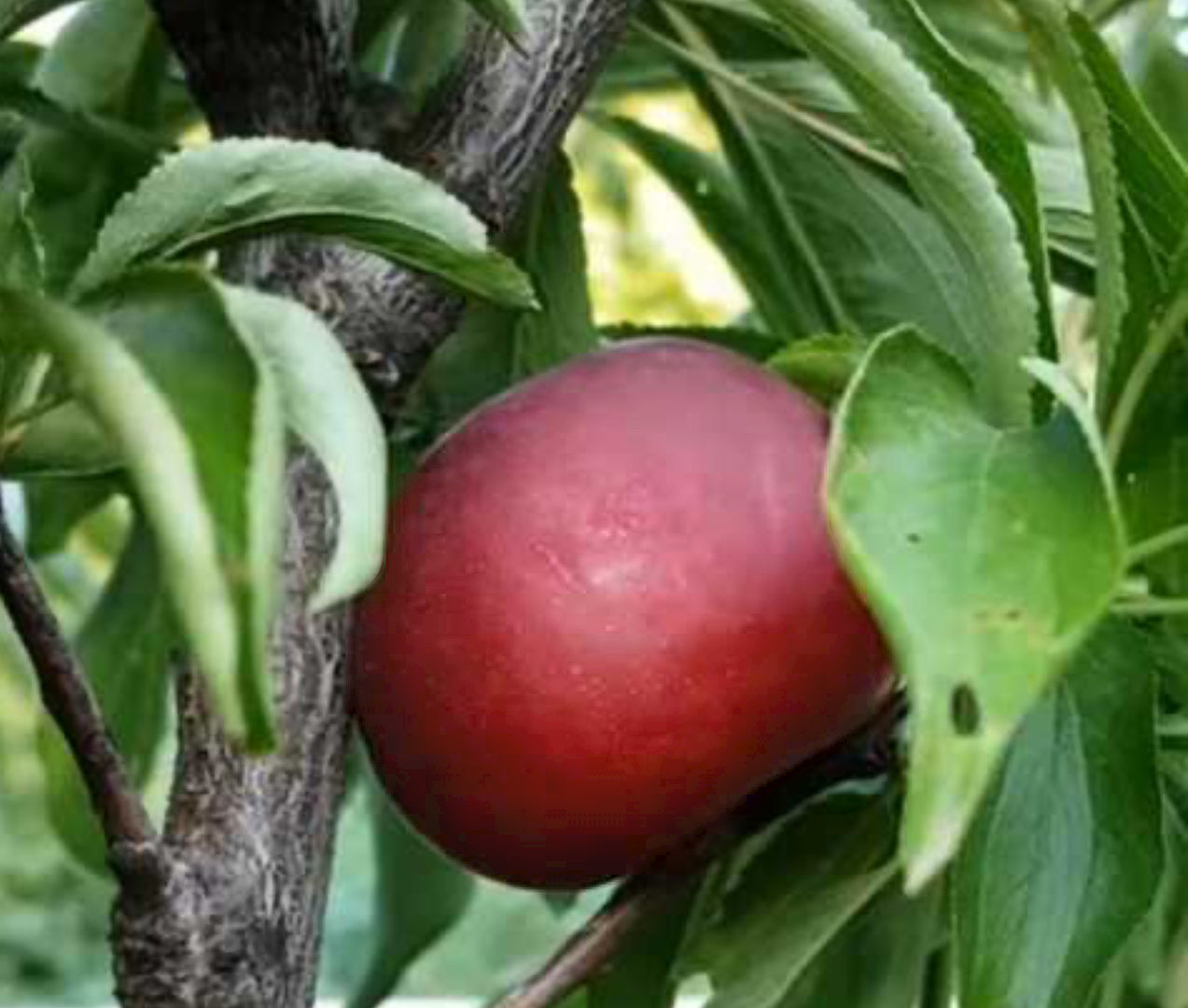 Гібрид Слива-Персик (залишок 3од)