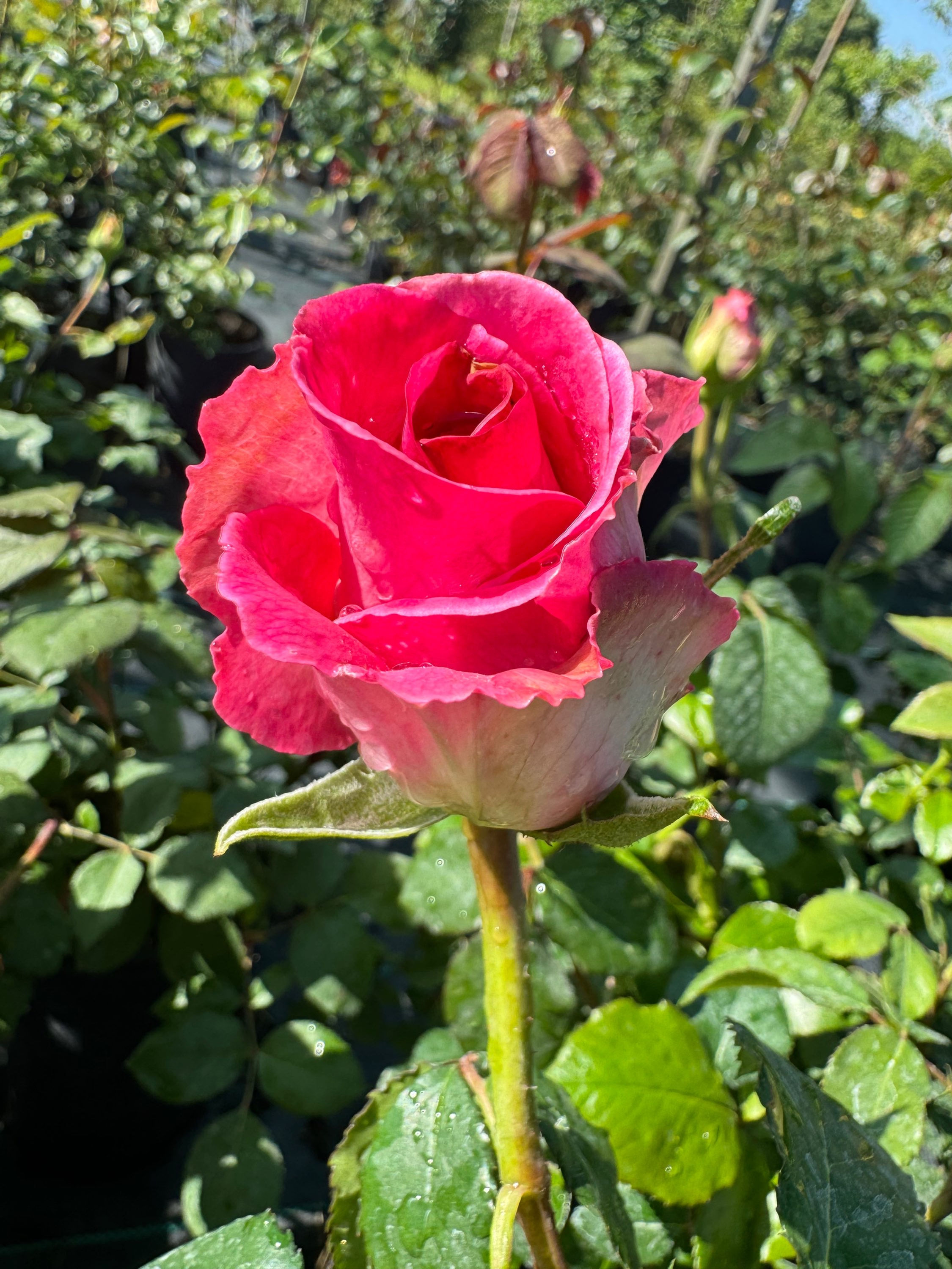 Троянда Ранок Парижу чайна-гібридна 