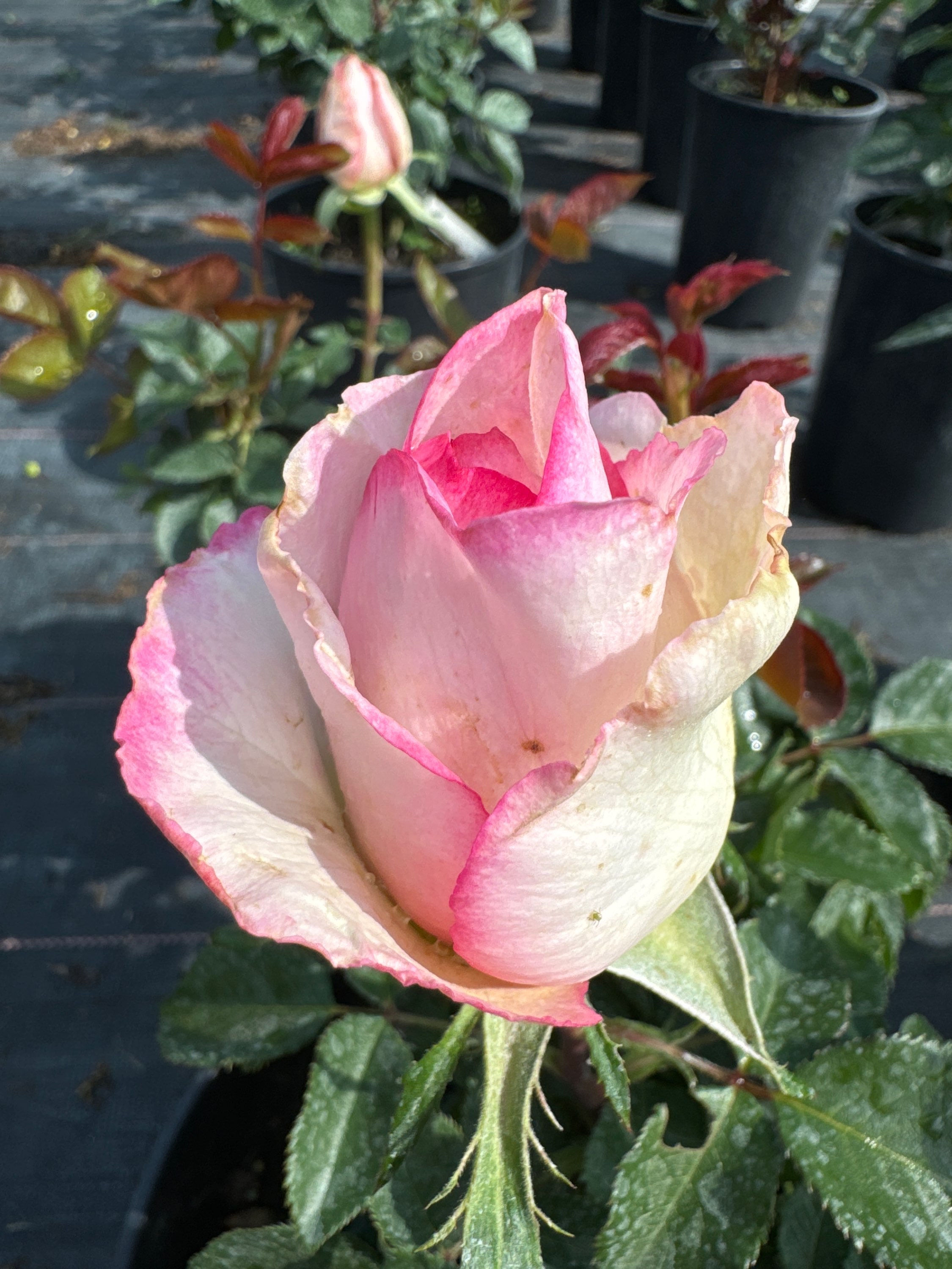 Троянда Дольче Віта чайно-гібридна 7л