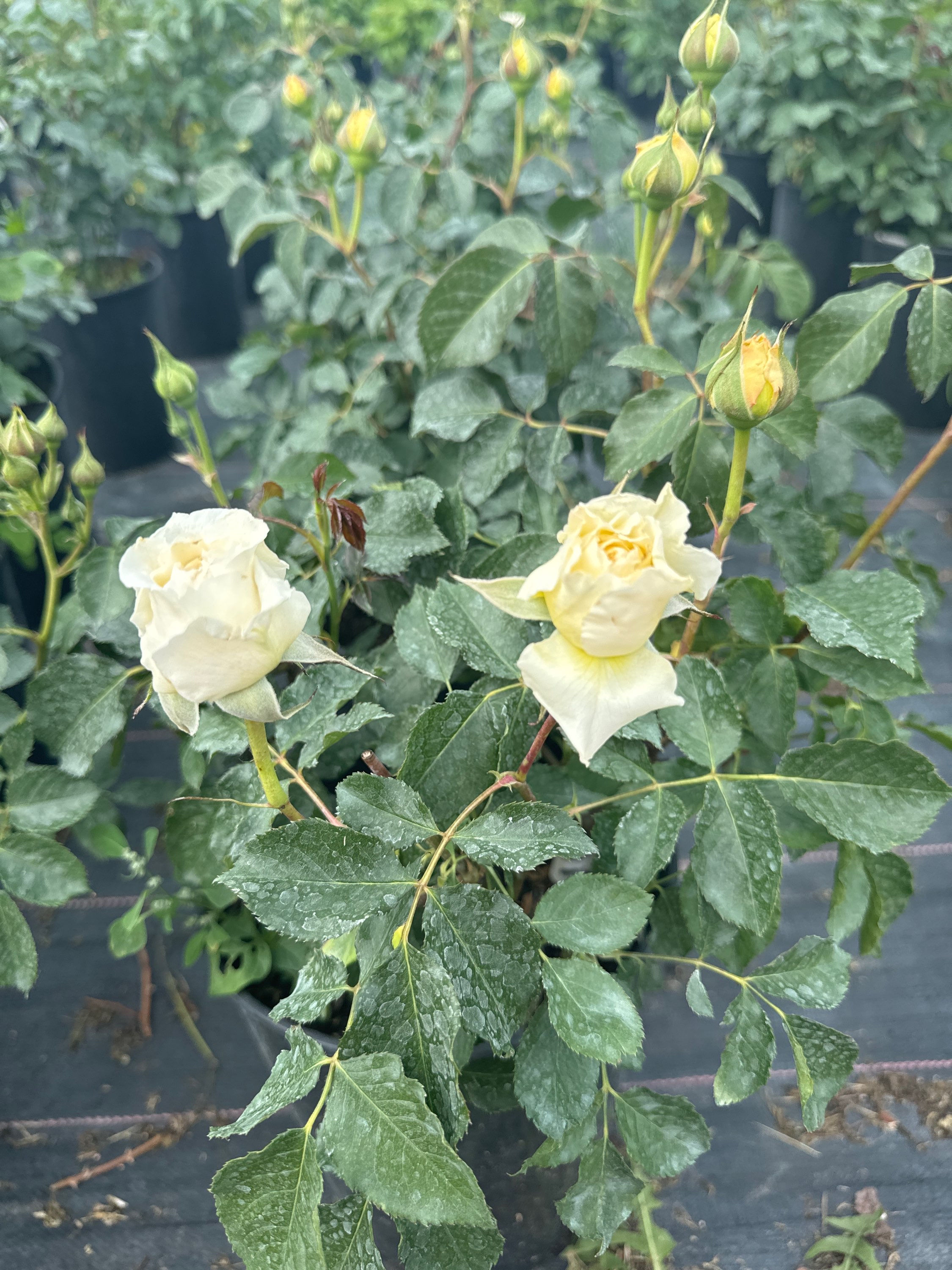 Троянда спрей Яна 7л