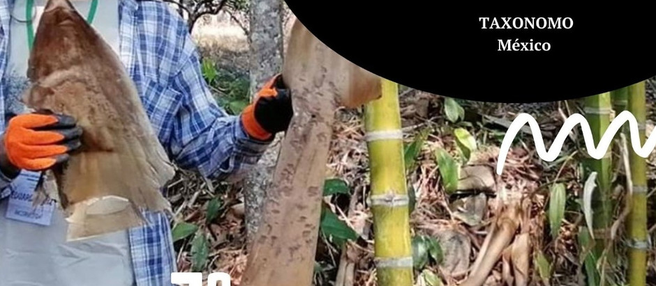 7° TAXONOMÍA DEL BAMBÚ