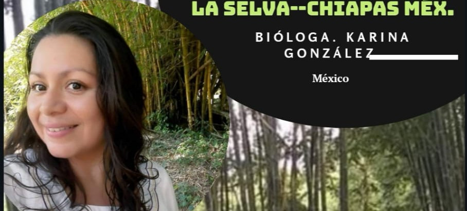 24° experiencia de manejo plantaciones forestales bambú en la selva - Chiapas México.
