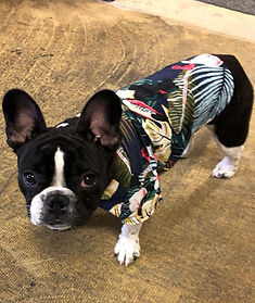 Our Mascot