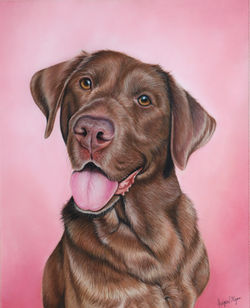 Chocolate lab pastel pencil drawing by a