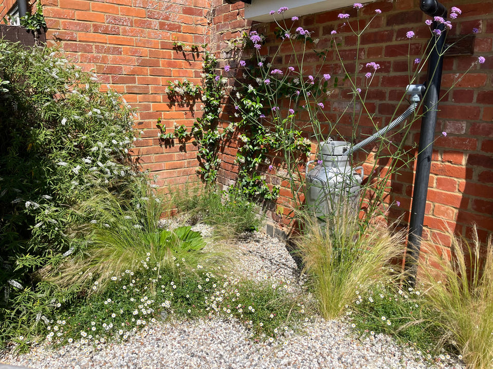 milk urn water tank, Gravel garden, Climbing jasmine, verbena, erigeron, stipa