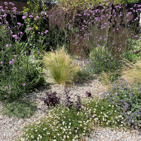 gravel garden planting, beth chatto garden design, dry garden, right plant right place, erigeron karvinskianus, verbena bonariensis, stipa tenuissima