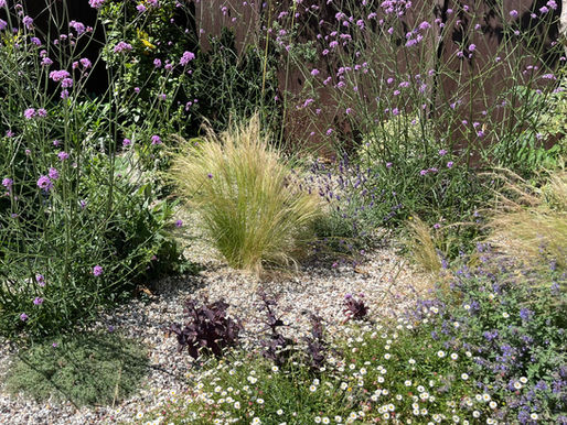 Lush lovely plants used in a gravel garden in Stansted.