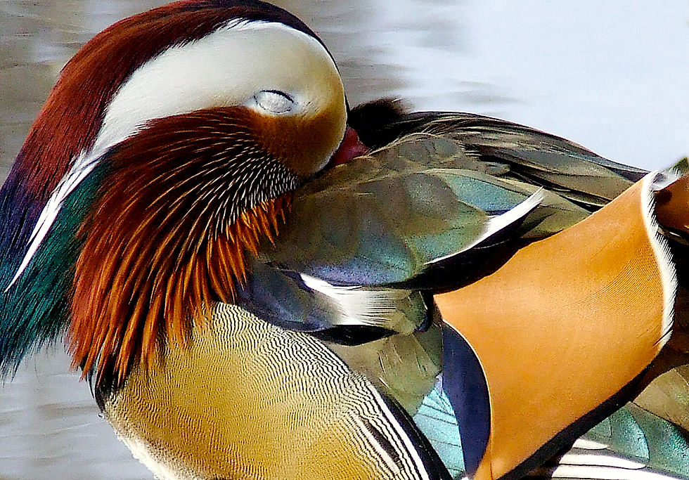 mandarin asleep match crop
