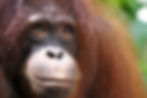 Female Orangutan Borneo