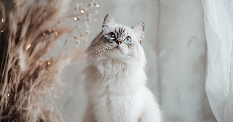 cat.png