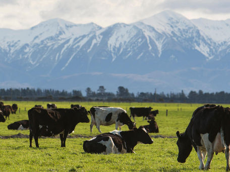 2025年第二季度乳制品行业趋势:高端、功能与品牌共振