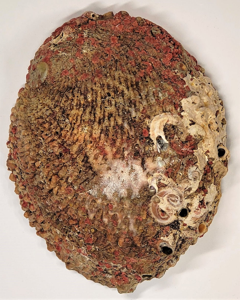 Thumbnail: Abalone Shell -Large